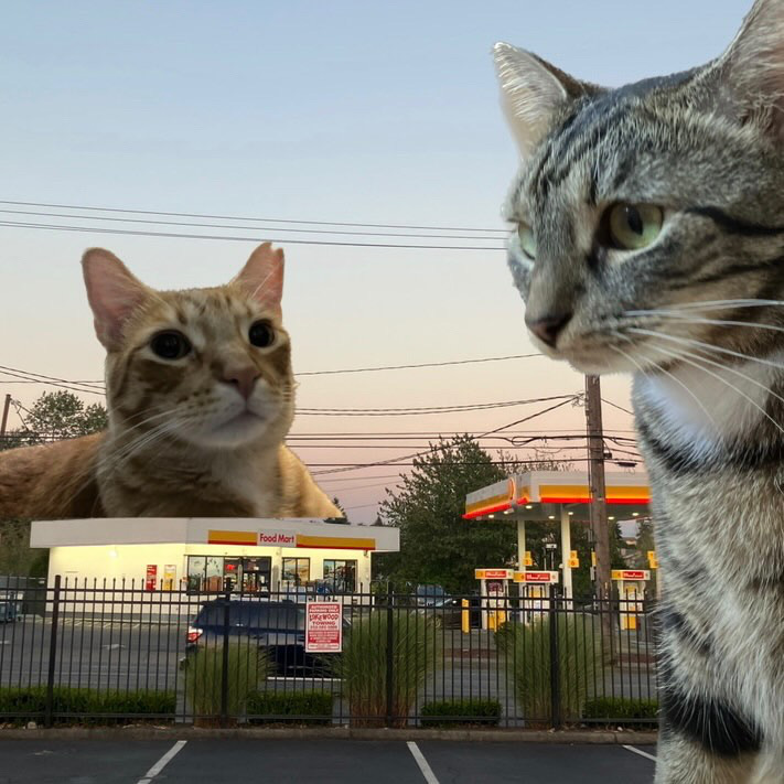 cat collage
