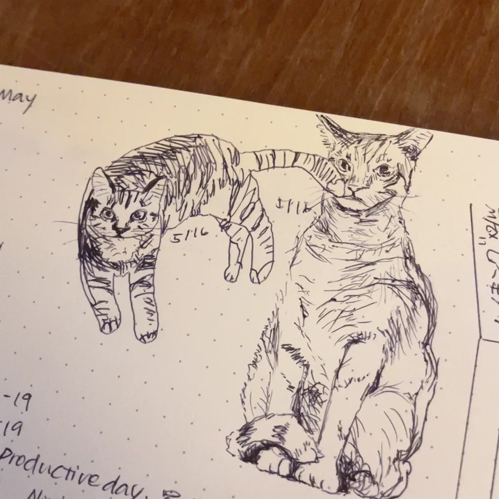 cat drawing